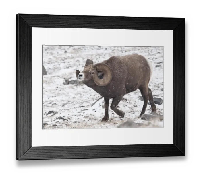 Framed Print : Bighorn Sheep (Ovis canadensis) adult male, in flehmen response, walking in snow, Jasper N. P. Alberta, Canada, october Framed Print : Bighorn Sheep (Ovis canadensis) adult male, in flehmen response, walking in snow, Jasper N. P. Alberta, Canada, october