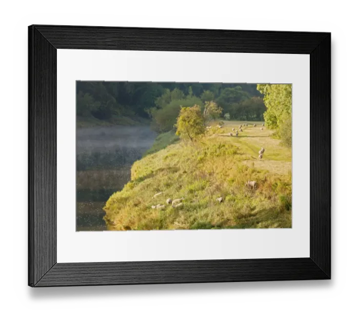 Framed Print : Domestic Sheep, flock, grazing on riverbank in mist at dawn, Brockweir, River Wye, Forest of Dean, Gloucestershire, England, august Framed Print : Domestic Sheep, flock, grazing on riverbank in mist at dawn, Brockweir, River Wye, Forest of Dean, Gloucestershire, England, august