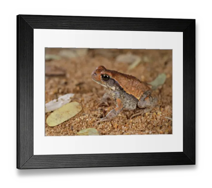 Framed Print : African Red Toad (Schismaderma carens) subadult, sitting on sand, South Africa Framed Print : African Red Toad (Schismaderma carens) subadult, sitting on sand, South Africa