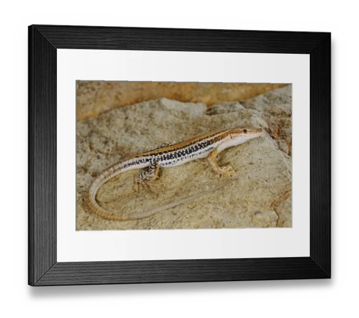 Framed Print : Socotran Wall Lizard (Mesalina kuri) adult, standing on rock, Abd el Kuri Island, Socotra Archipelago, Yemen, april Framed Print : Socotran Wall Lizard (Mesalina kuri) adult, standing on rock, Abd el Kuri Island, Socotra Archipelago, Yemen, april