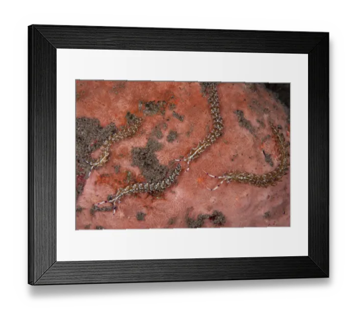Framed Print : Aeolid Seaslug (Pteraeolidia ianthina) four adults, at night, Wetar Island, Barat Daya Islands, Lesser Sunda Islands, Maluku Province, Indonesia Framed Print : Aeolid Seaslug (Pteraeolidia ianthina) four adults, at night, Wetar Island, Barat Daya Islands, Lesser Sunda Islands, Maluku Province, Indonesia