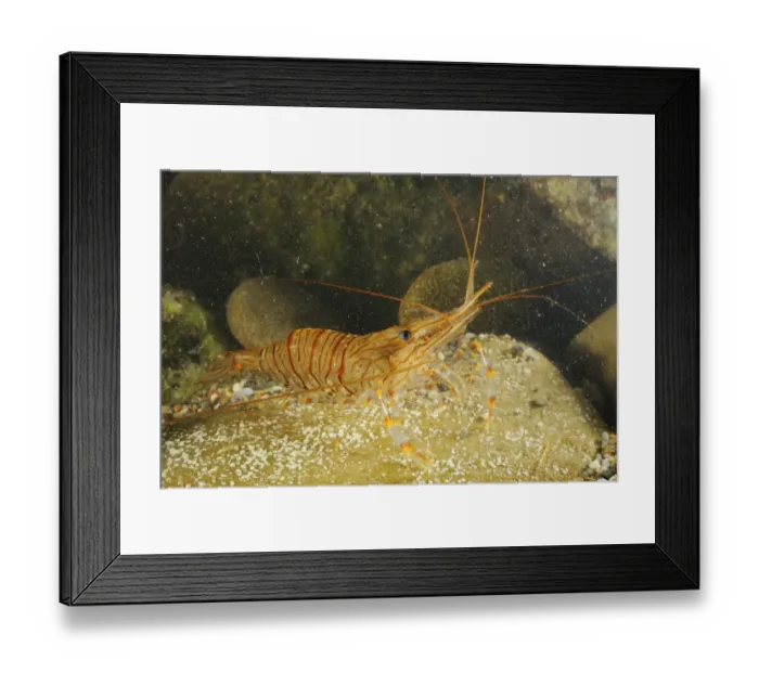 Framed Print : Common Prawn (Palaemon serratus) adult, on rock underwater, Italy, august Framed Print : Common Prawn (Palaemon serratus) adult, on rock underwater, Italy, august