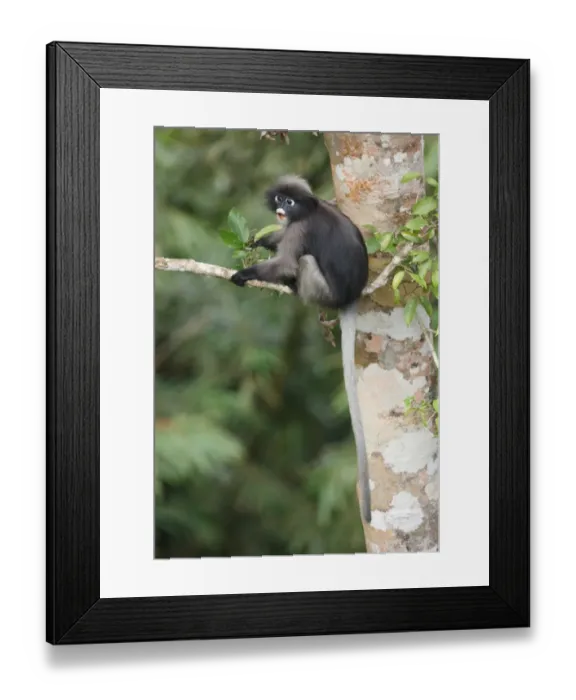 Framed Print : Dusky Leaf Monkey (Trachypithecus obscurus) adult, feeding on tree leaves, Kaeng Krachan N. P. Thailand, january Framed Print : Dusky Leaf Monkey (Trachypithecus obscurus) adult, feeding on tree leaves, Kaeng Krachan N. P. Thailand, january