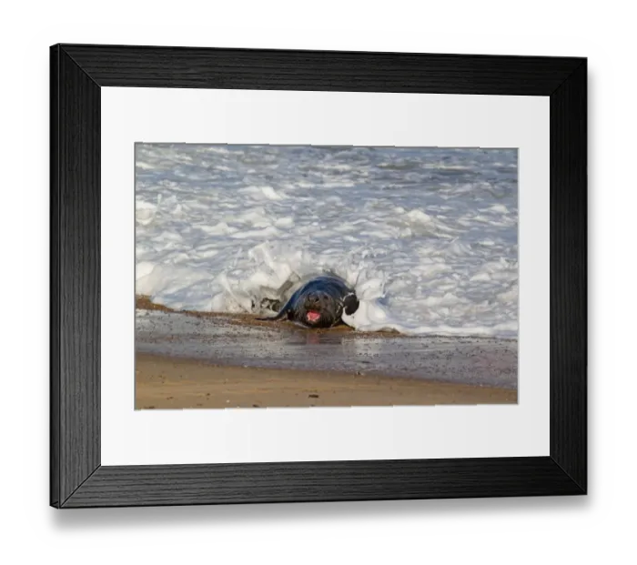 Framed Print : Grey Seal (Halichoerus grypus) adult male, with mouth open in threat display, emerging from surf onto beach, Norfolk, England, november Framed Print : Grey Seal (Halichoerus grypus) adult male, with mouth open in threat display, emerging from surf onto beach, Norfolk, England, november