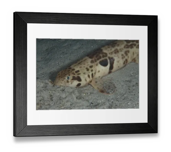 Framed Print : Indonesian Speckled Carpetshark (Hemiscyllium freycineti) adult, on seabed at night, Gam Island, Raja Ampat, West Papua, New Guinea, Indonesia Framed Print : Indonesian Speckled Carpetshark (Hemiscyllium freycineti) adult, on seabed at night, Gam Island, Raja Ampat, West Papua, New Guinea, Indonesia