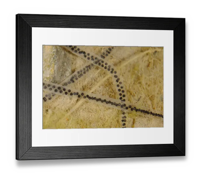 Framed Print : European Green Toad (Bufo viridis) eggs in water, Italy, may Framed Print : European Green Toad (Bufo viridis) eggs in water, Italy, may