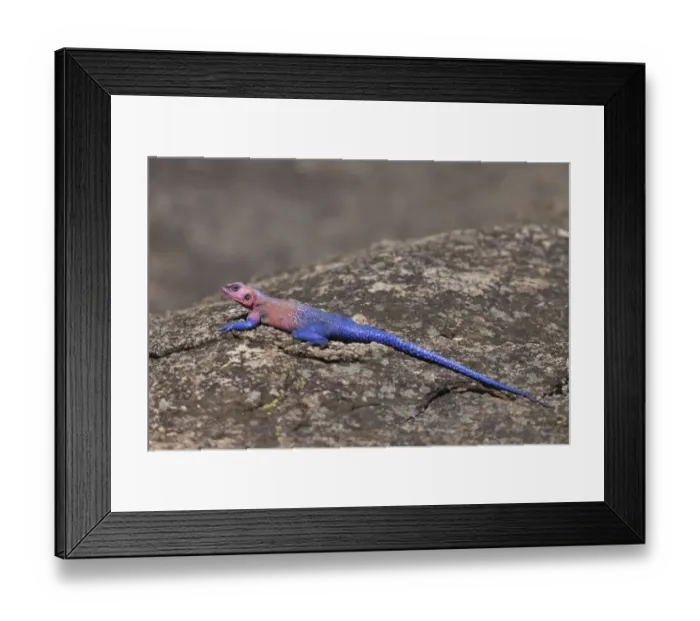 Framed Print : Flat-headed Rock Agama (Agama mwanzae) adult male, basking on rock, Serengeti N. P. Tanzania, november Framed Print : Flat-headed Rock Agama (Agama mwanzae) adult male, basking on rock, Serengeti N. P. Tanzania, november