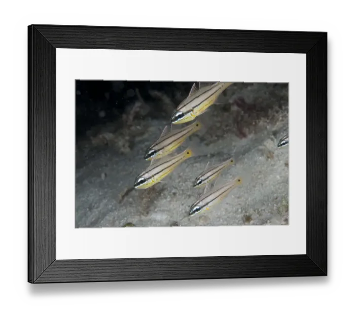 Framed Print : Toothy Cardinalfish (Cheilodipterus isostigmus) adults, swimming in reef at night, Waigeo Island, Raja Ampat, West Papua, New Guinea, Indonesia