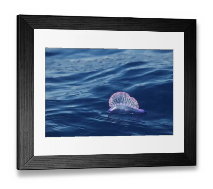 Framed Print : Portuguese Man of War (Physalia physalis) floating on ocean surface, Azores, august Framed Print : Portuguese Man of War (Physalia physalis) floating on ocean surface, Azores, august