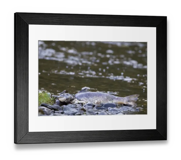 Framed Print : Atlantic Salmon (Salmo salar) dead adult, predated and scavenged, washed up at edge of river during autumn breeding run, River Whiteadder, Berwickshire, Scottish Borders, Scotland, november Framed Print : Atlantic Salmon (Salmo salar) dead adult, predated and scavenged, washed up at edge of river during autumn breeding run, River Whiteadder, Berwickshire, Scottish Borders, Scotland, november