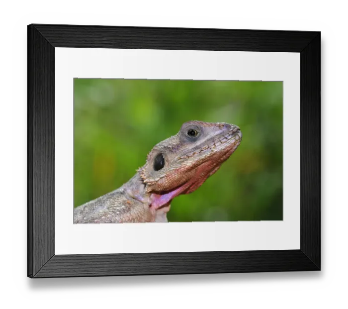 Framed Print : Rock Agama (Agama agama) adult male, close-up of head, Masai Mara, Kenya Framed Print : Rock Agama (Agama agama) adult male, close-up of head, Masai Mara, Kenya
