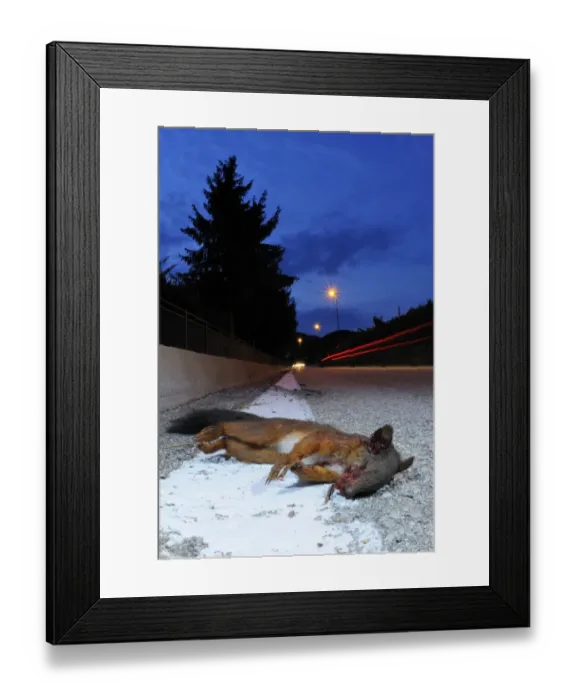 Framed Print : Eurasian Red Squirrel (Sciurus vulgaris) dead adult, killed on road at night, Italy, july Framed Print : Eurasian Red Squirrel (Sciurus vulgaris) dead adult, killed on road at night, Italy, july