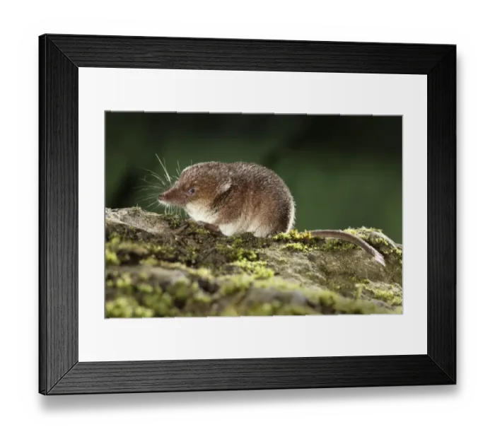 Framed Print : Common Shrew (Sorex araneus) adult, sitting on log, Midlands, England, august Framed Print : Common Shrew (Sorex araneus) adult, sitting on log, Midlands, England, august