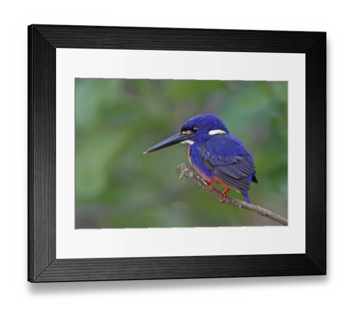 Framed Print : Azure Kingfisher (Alcedo azurea) adult, perched on twig, Kakadu, Northern Territory, Australia, september