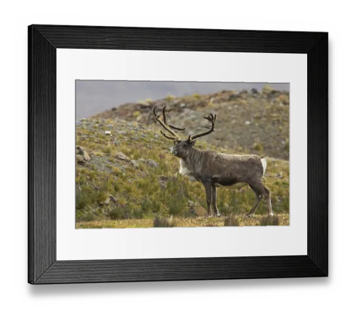 Framed Print : Reindeer (Rangifer tarandus) introduced species, adult male, standing, Fortuna Bay, South Georgia