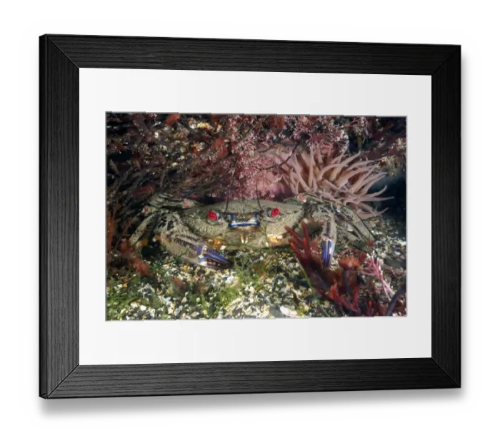 Framed Print : Velvet Swimming Crab (Necora puber) adult, underwater on seabed, Kimmeridge Bay, Dorset, England, april Framed Print : Velvet Swimming Crab (Necora puber) adult, underwater on seabed, Kimmeridge Bay, Dorset, England, april