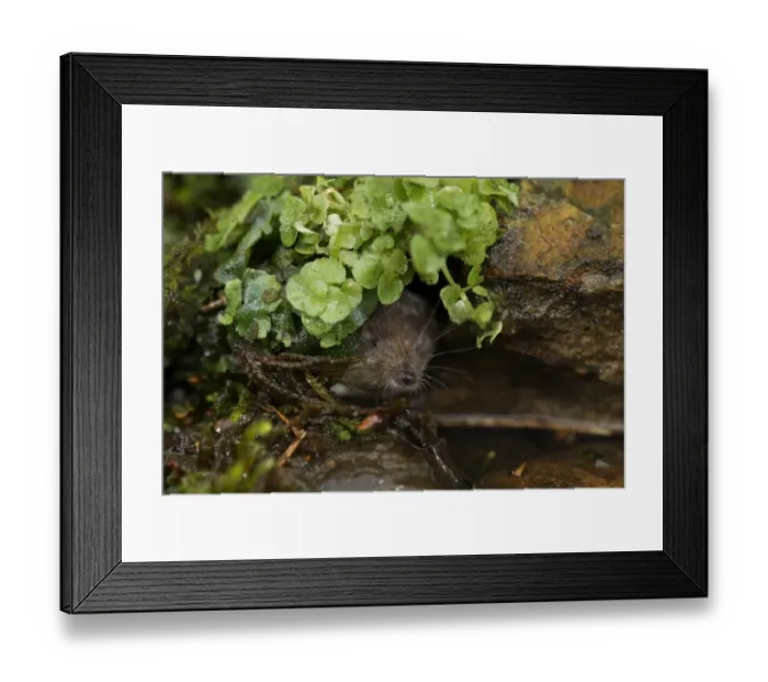 Framed Print : Eurasian Water Shrew (Neomys fodiens) adult, looking out from amongst vegetation on pond bank, South Yorkshire, England, july