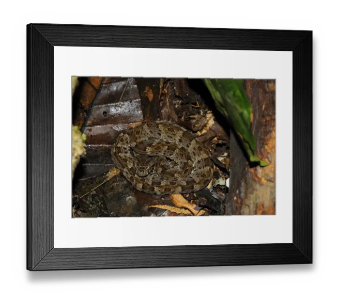 Framed Print : Fer-de-lance (Bothrops asper) young, coiled amongst leaf litter on forest floor, Yasuni N. P. Amazon, Ecuador Framed Print : Fer-de-lance (Bothrops asper) young, coiled amongst leaf litter on forest floor, Yasuni N. P. Amazon, Ecuador