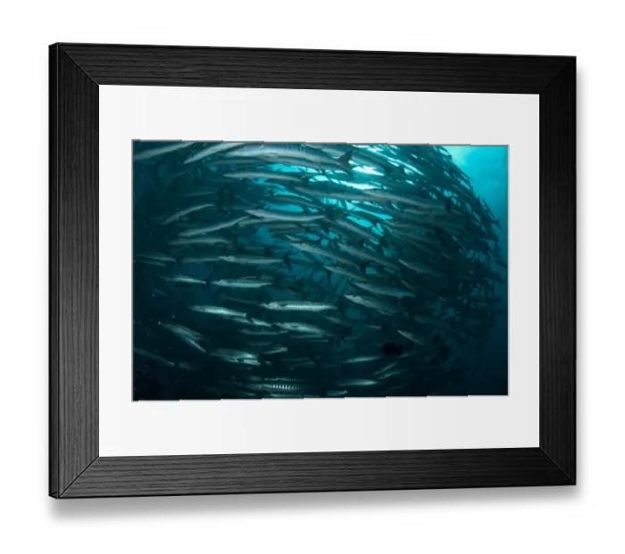 Framed Print : Blackfin Barracuda (Sphyraena qenie) shoal, Barracuda Point, Sipadan Island, Sabah, Borneo, Malaysia Framed Print : Blackfin Barracuda (Sphyraena qenie) shoal, Barracuda Point, Sipadan Island, Sabah, Borneo, Malaysia