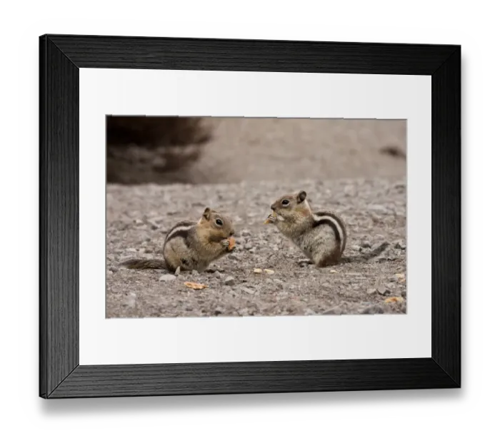 Framed Print : Golden-mantled Ground Squirrel (Callospermophilus lateralis) two adults, feeding on scraps, Crater Lake N. P Framed Print : Golden-mantled Ground Squirrel (Callospermophilus lateralis) two adults, feeding on scraps, Crater Lake N. P