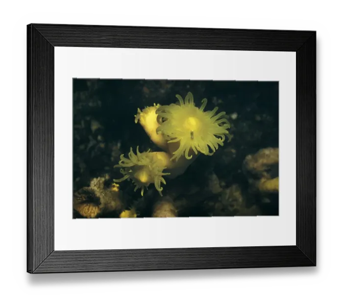 Framed Print : Coral - Yellow (Dendrophyllia cornigera) close-up / aprox. 215 fathoms / La Chapelle Bank Framed Print : Coral - Yellow (Dendrophyllia cornigera) close-up / aprox. 215 fathoms / La Chapelle Bank