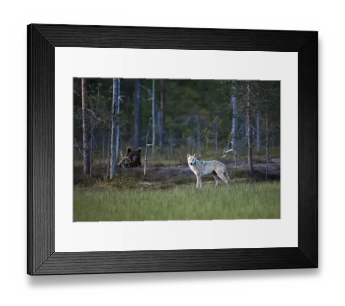 Framed Print : European Wolf (Canis lupus lupus) and European Brown Bear (Ursus arctos arctos) adults, in coniferous forest habitat at dusk, Finland, july Framed Print : European Wolf (Canis lupus lupus) and European Brown Bear (Ursus arctos arctos) adults, in coniferous forest habitat at dusk, Finland, july
