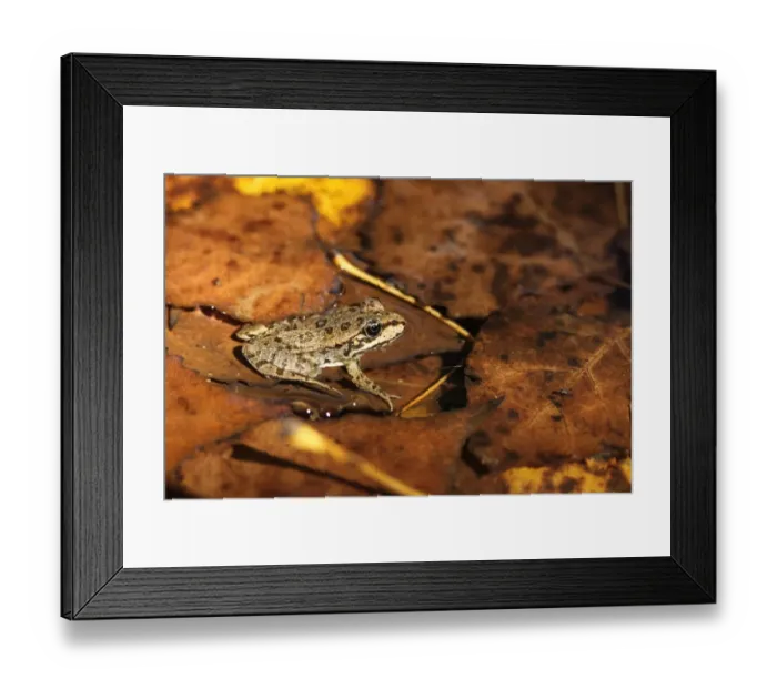 Framed Print : Marsh Frog (Rana ridibunda) adult, sitting on fallen leaves in water, Bulgaria, september Framed Print : Marsh Frog (Rana ridibunda) adult, sitting on fallen leaves in water, Bulgaria, september