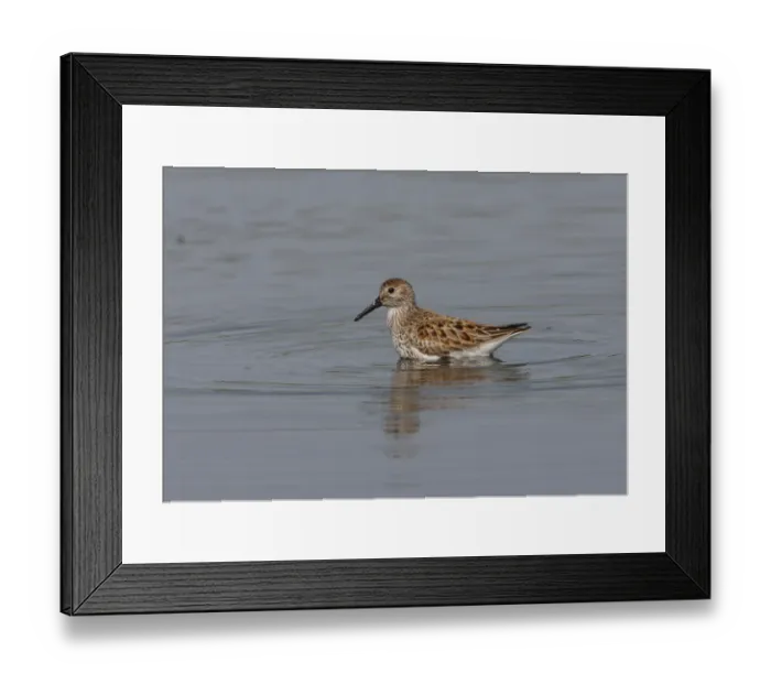 Framed Print : Dunlin (Calidris alpina) adult, foraging in shallow water, Ria Formosa NP, Algarve, Portugal, april Framed Print : Dunlin (Calidris alpina) adult, foraging in shallow water, Ria Formosa NP, Algarve, Portugal, april