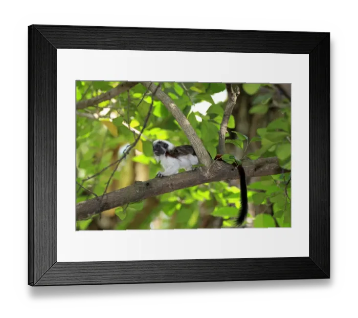 Framed Print : Cotton-top Tamarin (Saguinus oedipus) adult, calling, sitting on branch (captive) Framed Print : Cotton-top Tamarin (Saguinus oedipus) adult, calling, sitting on branch (captive)