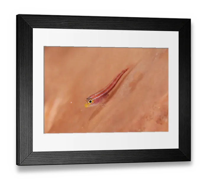 Framed Print : Striped Triplefin (Helcogramma striatum) adult, in Barrel Sponge (Xestospongia testudinaria), Wetar Island, Barat Daya Islands, Lesser Sunda Islands, Maluku Province, Indonesia Framed Print : Striped Triplefin (Helcogramma striatum) adult, in Barrel Sponge (Xestospongia testudinaria), Wetar Island, Barat Daya Islands, Lesser Sunda Islands, Maluku Province, Indonesia