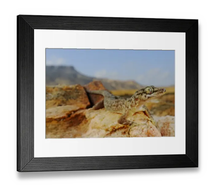 Framed Print : Socotra Leaf-toed Gecko (Hemidactylus forbesii) adult, standing on rocks in desert habitat, Abd el-Kuri Island, Socotra, Yemen, april Framed Print : Socotra Leaf-toed Gecko (Hemidactylus forbesii) adult, standing on rocks in desert habitat, Abd el-Kuri Island, Socotra, Yemen, april