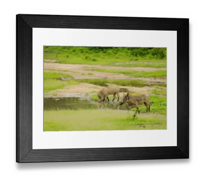 Framed Print : Common Warthog (Phacochoerus africanus) two adults, feeding at edge of water in habitat, Ruaha N. P. Tanzania Framed Print : Common Warthog (Phacochoerus africanus) two adults, feeding at edge of water in habitat, Ruaha N. P. Tanzania