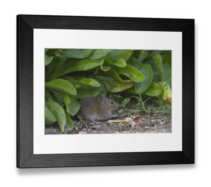 Framed Print : Common Vole (Microtus arvalis) adult, feeding on ground, Northern Spain, july Framed Print : Common Vole (Microtus arvalis) adult, feeding on ground, Northern Spain, july