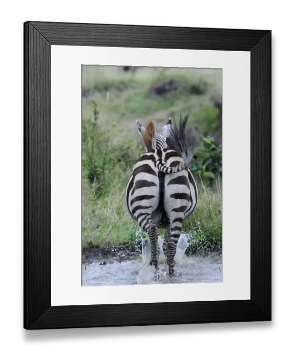 Framed Print : Common Zebra (Equus quagga) adult, running away through water, Masai Mara, Kenya Framed Print : Common Zebra (Equus quagga) adult, running away through water, Masai Mara, Kenya