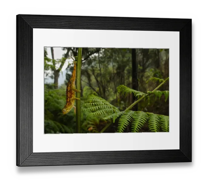 Framed Print : Rough Chameleon (Trioceros rudis) adult, on stem in montane rainforest habitat, Nyungwe Forest N. P. Rwanda, december