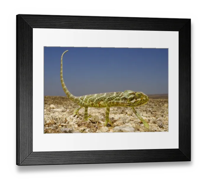 Framed Print : Monarch Chameleon (Chamaeleo monachus) adult, walking on open ground in desert, Socotra, Yemen, march Framed Print : Monarch Chameleon (Chamaeleo monachus) adult, walking on open ground in desert, Socotra, Yemen, march