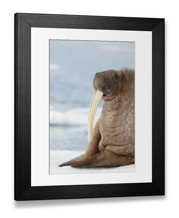 Framed Print : Atlantic Walrus (Odobenus rosmarus rosmarus) adult, close-up of head and front flippers, resting on pack ice, Svalbard Framed Print : Atlantic Walrus (Odobenus rosmarus rosmarus) adult, close-up of head and front flippers, resting on pack ice, Svalbard