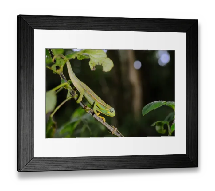 Framed Print : Elliot's Chameleon (Trioceros ellioti) adult, climbing on stem in montane rainforest, Nyungwe Forest N. P. Rwanda, october Framed Print : Elliot's Chameleon (Trioceros ellioti) adult, climbing on stem in montane rainforest, Nyungwe Forest N. P. Rwanda, october