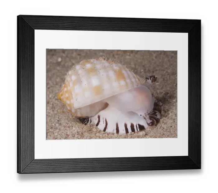 Framed Print : Shell (Nassarius sp. ) adult, on sand, Lembata Island, Solor Archipelago, Lesser Sunda Islands, Indonesia Framed Print : Shell (Nassarius sp. ) adult, on sand, Lembata Island, Solor Archipelago, Lesser Sunda Islands, Indonesia