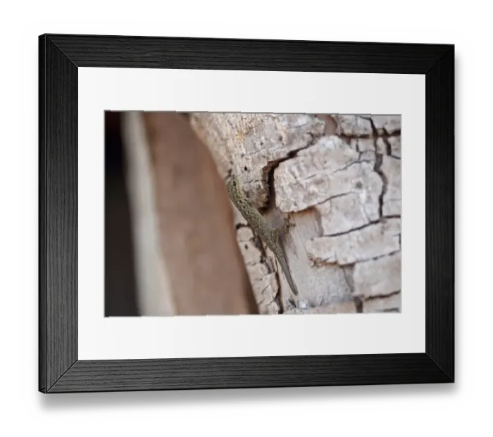 Framed Print : Western Dwarf Gecko (Lygodactylus gutturalis) adult, with regenerated tail, clinging to bark, Gambia, january Framed Print : Western Dwarf Gecko (Lygodactylus gutturalis) adult, with regenerated tail, clinging to bark, Gambia, january
