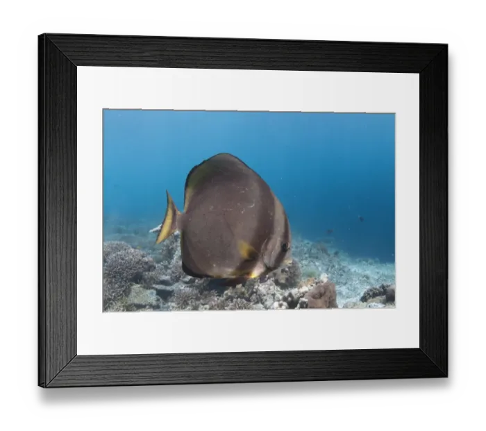 Framed Print : Golden Spadefish (Platax boersii) adult, swimming over reef, Sipadan Island, Sabah, Borneo, Malaysia Framed Print : Golden Spadefish (Platax boersii) adult, swimming over reef, Sipadan Island, Sabah, Borneo, Malaysia