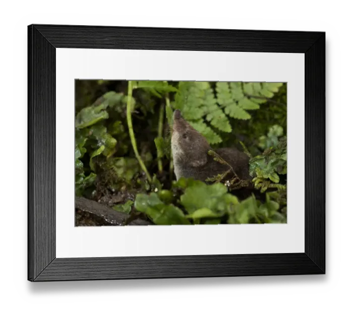 Framed Print : Eurasian Water Shrew (Neomys fodiens) adult, standing amongst vegetation on pond bank, South Yorkshire, England, july Framed Print : Eurasian Water Shrew (Neomys fodiens) adult, standing amongst vegetation on pond bank, South Yorkshire, England, july