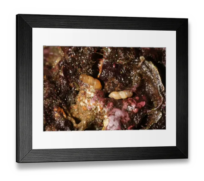 Framed Print : Looping Snail (Truncatella subcylindrica) two adults, on shoreline, Portland Harbour, Dorset, England, june