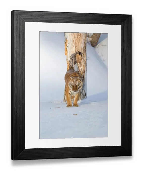 Framed Print : Siberian Tiger (Panthera tigris altaica) adult male, scent marking tree trunk in snow, winter (captive)