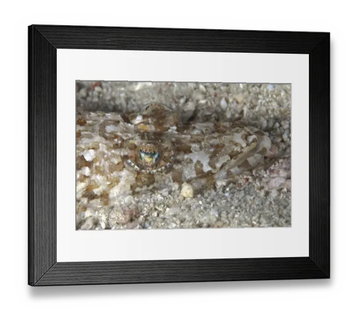 Framed Print : Broadhead Flathead (Thysanophrys arenicola) adult, close-up of head, camouflaged on seabed at night, Waigeo Island, Raja Ampat, West Papua, New Guinea, Indonesia Framed Print : Broadhead Flathead (Thysanophrys arenicola) adult, close-up of head, camouflaged on seabed at night, Waigeo Island, Raja Ampat, West Papua, New Guinea, Indonesia