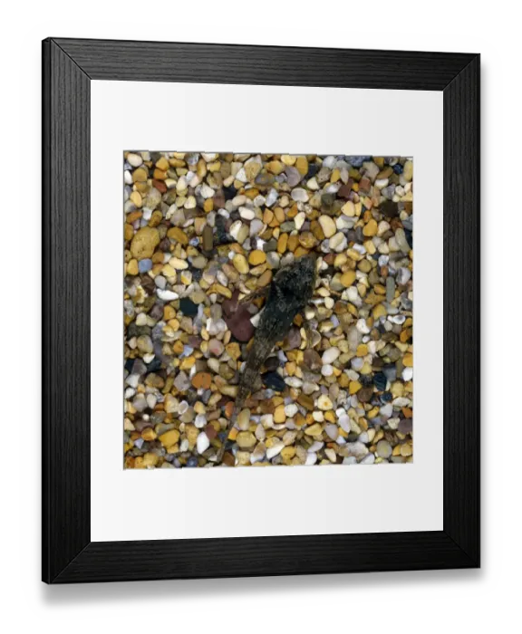 Framed Print : Bullhead (Cottus gobio) Framed Print : Bullhead (Cottus gobio)