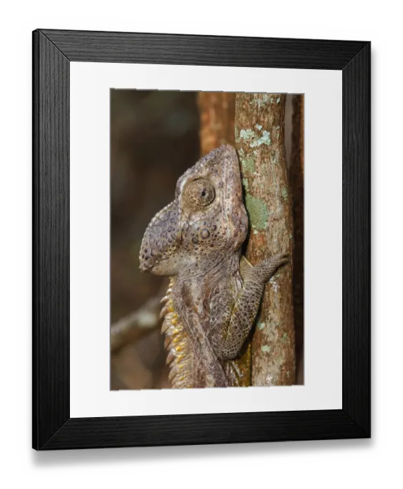 Framed Print : Warty Chameleon (Furcifer verrucosus) adult male, close-up of head, on branch in spiny forest, Berenty Nature Reserve, Southern Madagascar, august Framed Print : Warty Chameleon (Furcifer verrucosus) adult male, close-up of head, on branch in spiny forest, Berenty Nature Reserve, Southern Madagascar, august