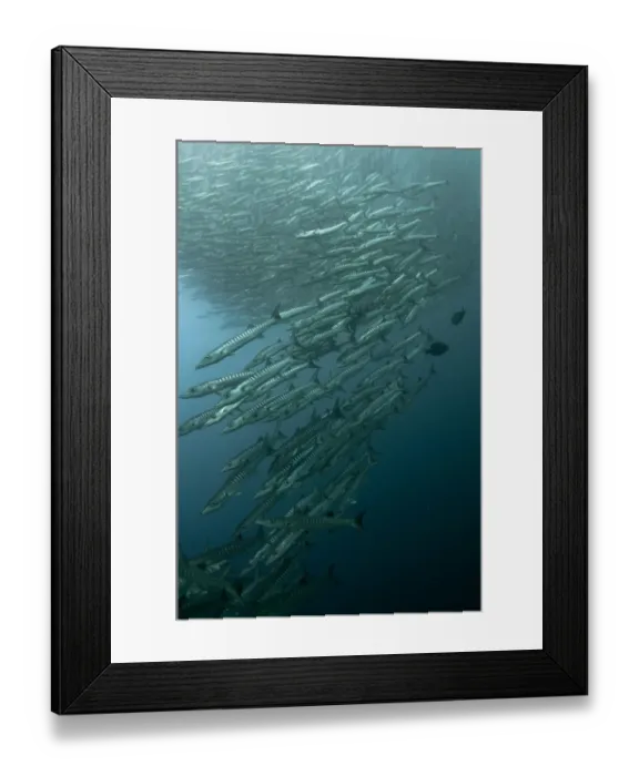 Framed Print : Blackfin Barracuda (Sphyraena qenie) shoal, forming tornado, Barracuda Point, Sipadan Island, Sabah, Borneo, Malaysia Framed Print : Blackfin Barracuda (Sphyraena qenie) shoal, forming tornado, Barracuda Point, Sipadan Island, Sabah, Borneo, Malaysia