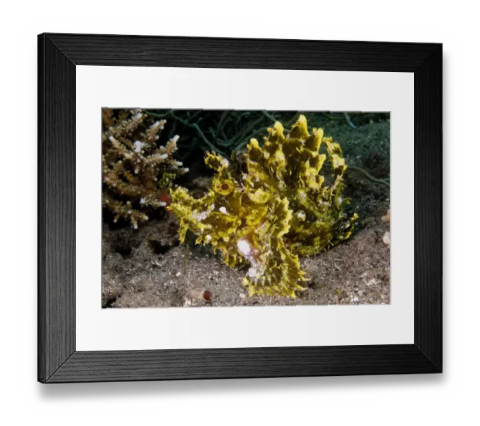 Framed Print : Weedy Scorpionfish (Rhinopias frondosa) adult, Lembata Island, Solor Archipelago, Lesser Sunda Islands, Indonesia Framed Print : Weedy Scorpionfish (Rhinopias frondosa) adult, Lembata Island, Solor Archipelago, Lesser Sunda Islands, Indonesia