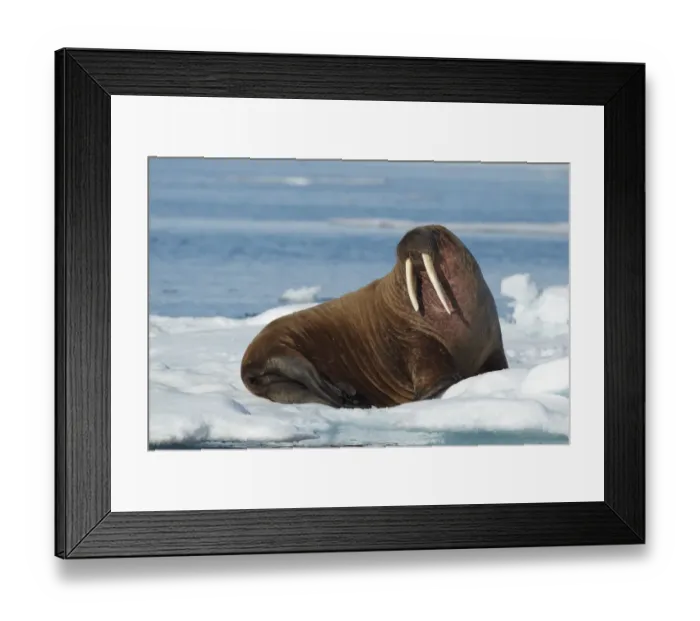 Framed Print : Atlantic Walrus (Odobenus rosmarus rosmarus) adult, resting on pack ice, Svalbard Framed Print : Atlantic Walrus (Odobenus rosmarus rosmarus) adult, resting on pack ice, Svalbard